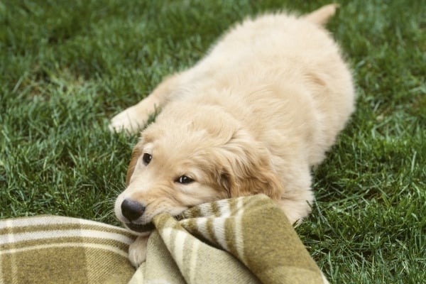 dog-nibble-on-blanket