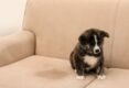 How-To-Get-Dog-Pee-Smell-Out-Of-Couch