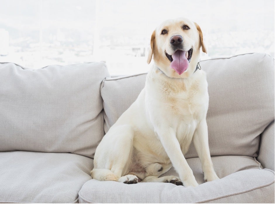 How-To-Get-Dog-Pee-Smell-Out-Of-Couch