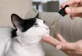 How-To-Give-A-Cat-Liquid-Medicine