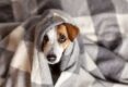 Why-Does-My-Dog-Nibble-On-Blankets
