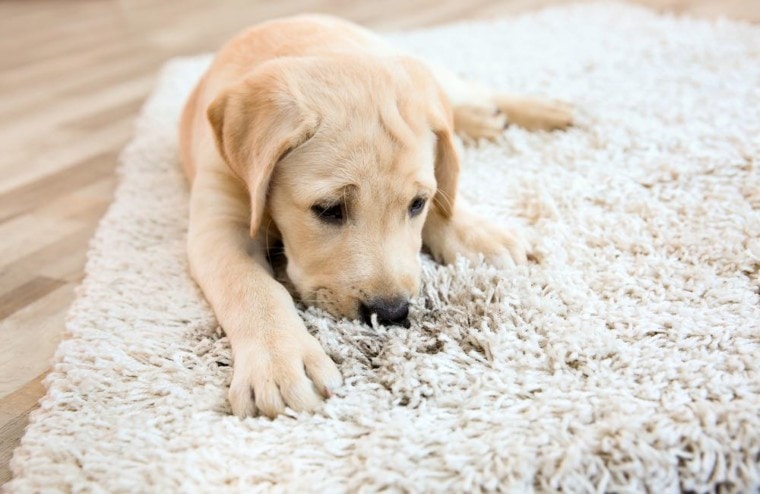 dog-nibble-carpet
