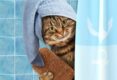 15 Best Cat Shampoo Brands That Won't Dry Your Cat's Skin