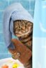 15 Best Cat Shampoo Brands That Won't Dry Your Cat's Skin