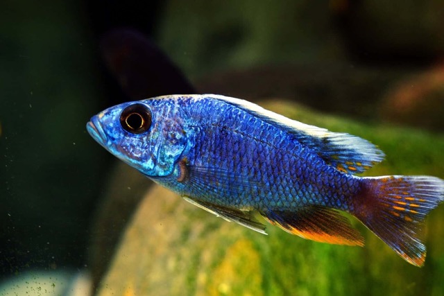 Cichlids-fish