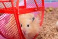 Hamster-Sand-Bath-[Everything-You-Need-To-Know]