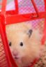 Hamster-Sand-Bath-[Everything-You-Need-To-Know]