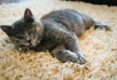 How-To-Get-Cat-Urine-Smell-Out-Of-Carpet