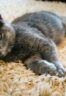 How-To-Get-Cat-Urine-Smell-Out-Of-Carpet
