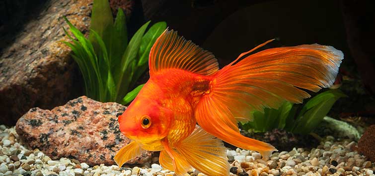 aquarium-gold-fish