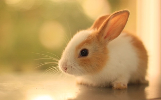 baby-rabbit