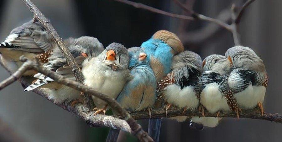 birds-sleeping
