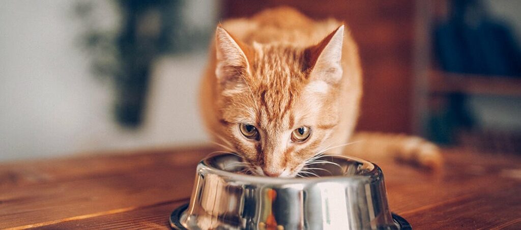 cat-eating-out-of-bowl