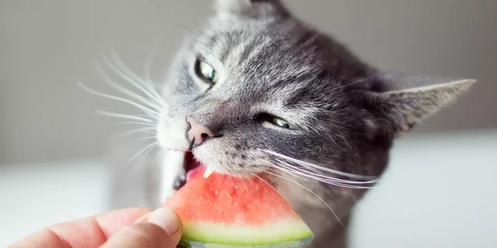 cat-eatingg-watermelon