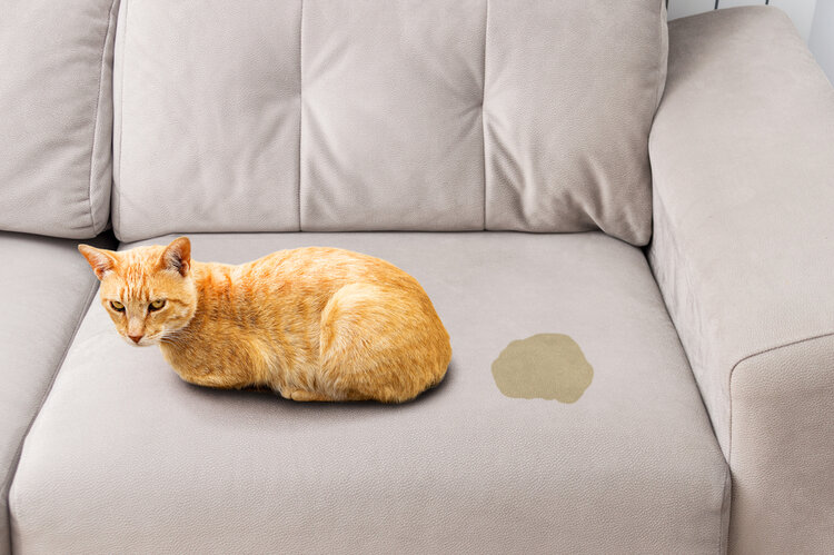 cat-pee-on-couch