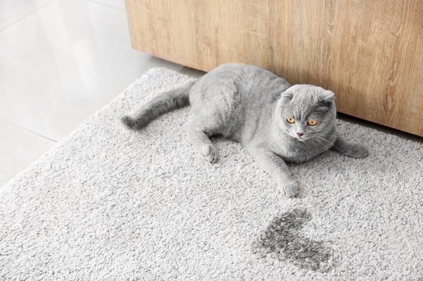 cat-urinate-on-carpet