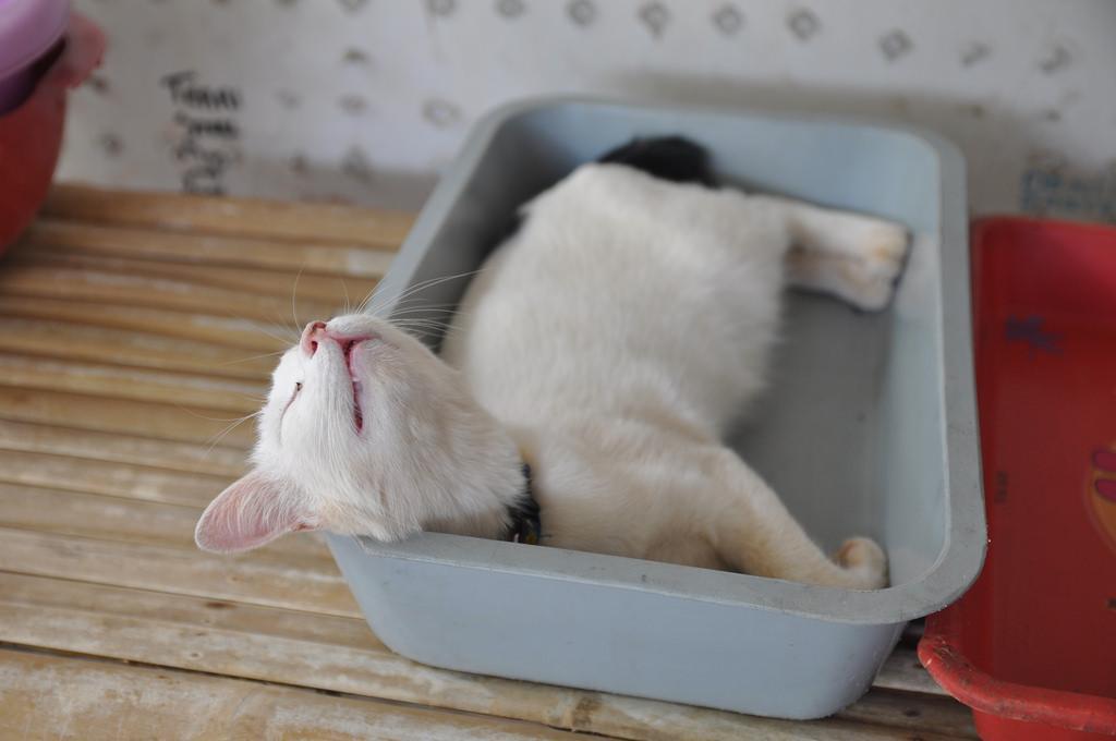 cat_sleeping_in_the_litter_box