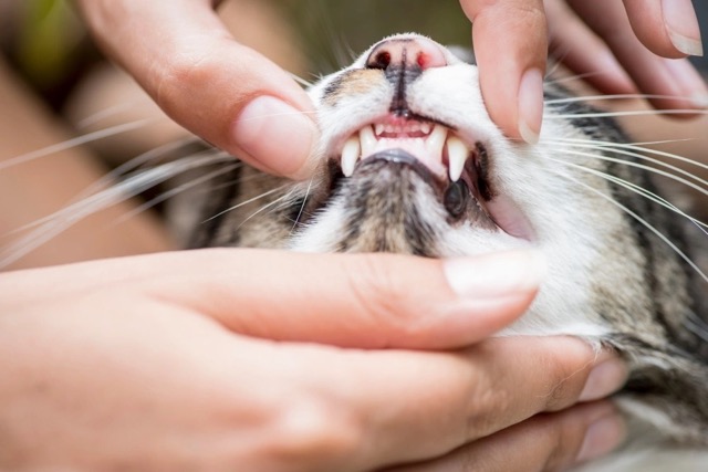 determine-cat-age-by-teeths