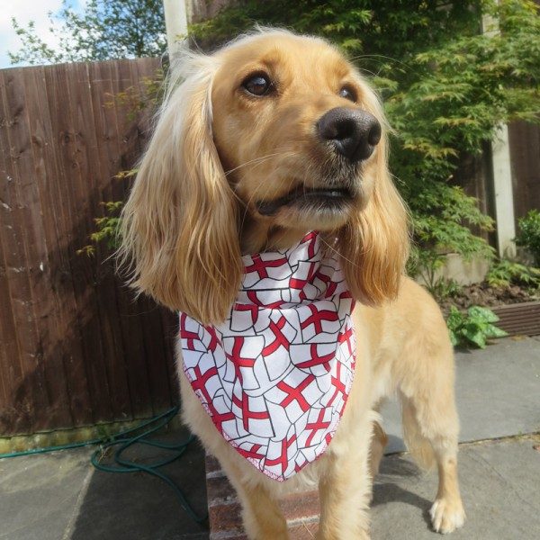 dog-wearing-england-flags-bandana