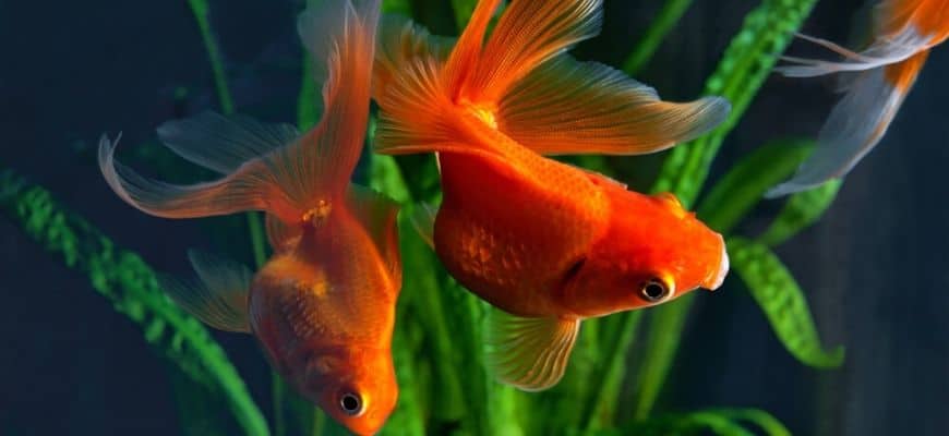 freshwater-puffer-fish-goldfish-in-aquarium