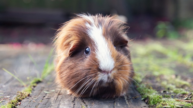 guinea-pig-brown
