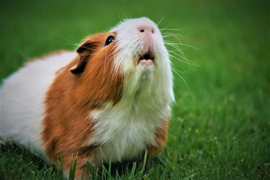 guinea-pig-sneeze