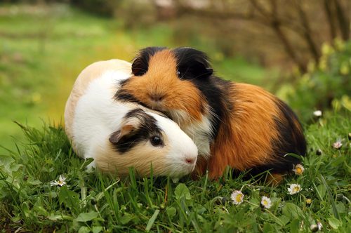 guinea-pigs-cuddling