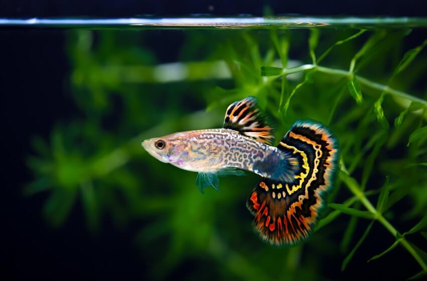 guppy-fish-aquarium