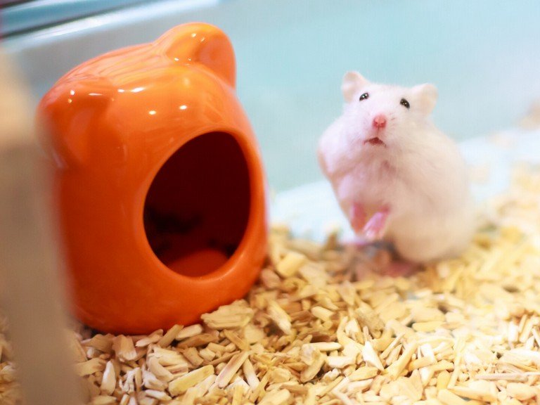 hamster-sand-bath