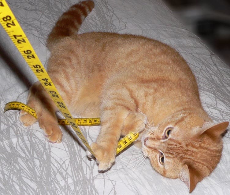 measuring-cat