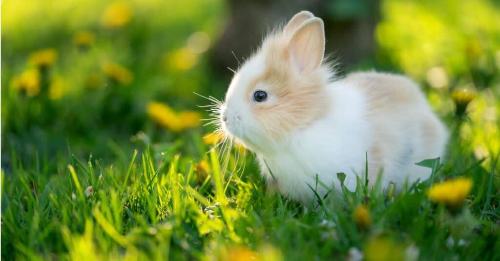 rabbit-in-sunlight-at-the-green-grass