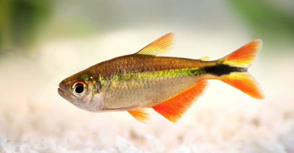 type-of-freshwater-puffer-fish-tetra