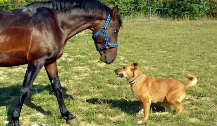 A-smart-dog-and-smart-horse