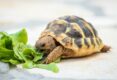 Guide-&-Tips-On-How-To-Take-Care-Of-A-Turtle