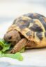 Guide-&-Tips-On-How-To-Take-Care-Of-A-Turtle