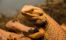 How-Long-Can-A-Bearded-Dragon-Go-Without-Eating