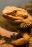 How-Long-Can-A-Bearded-Dragon-Go-Without-Eating