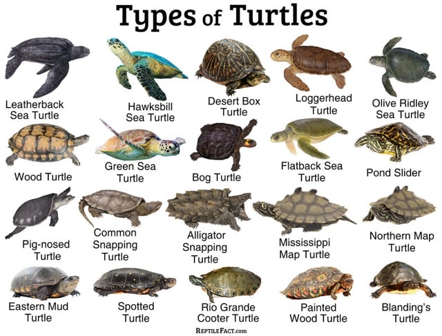 Types-of-Turtles