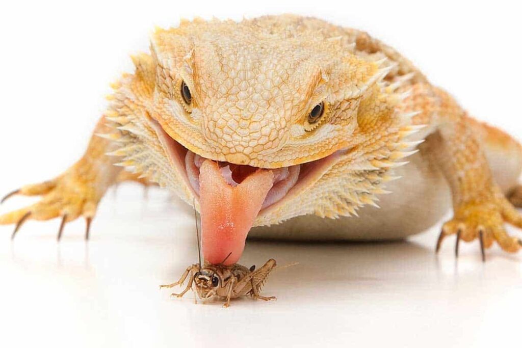 bearded-dragon-eating-insect
