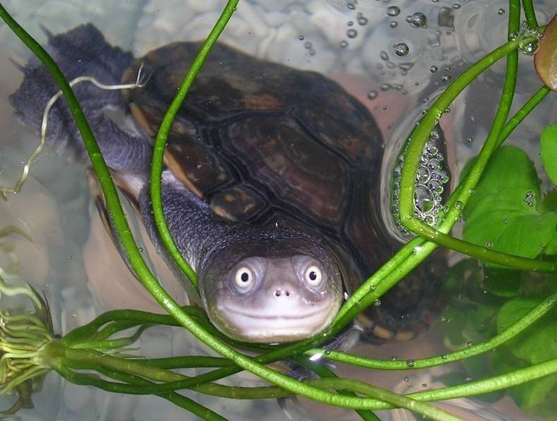 happy-and-healthy-turtle
