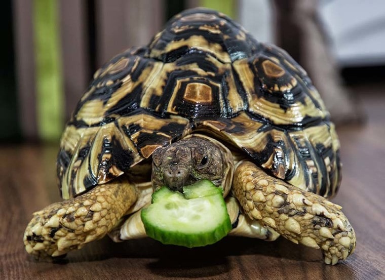 feeding-a-turtle

