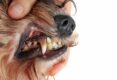 How-To-Soften-Dog-Tartar-A-Comprehensive-Canine-Dental-Health-Guide