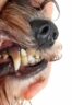 How-To-Soften-Dog-Tartar-A-Comprehensive-Canine-Dental-Health-Guide