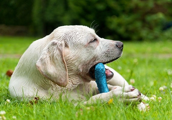 dog-laying-in-grass-gnawing-on-chew-toy-to-soften-tartar
