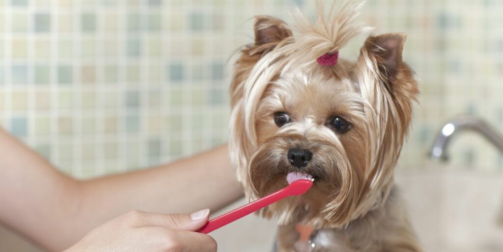 brushing-dogs-teeth
