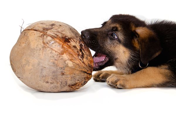 dog-biting-coconut