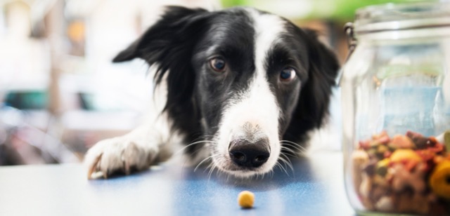 dog-eating-nutritional modifications