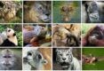 15-Animals-that-Start-with-N-A-Super-Interesting-Guide!