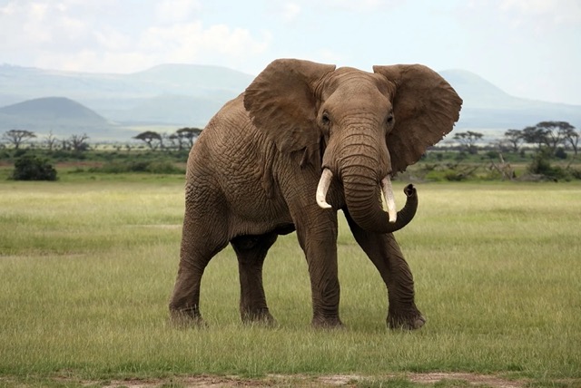 African-elephant-Kenya