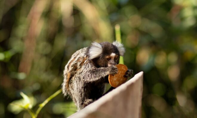 finger-monkey-facts-everything-you-need-to-know